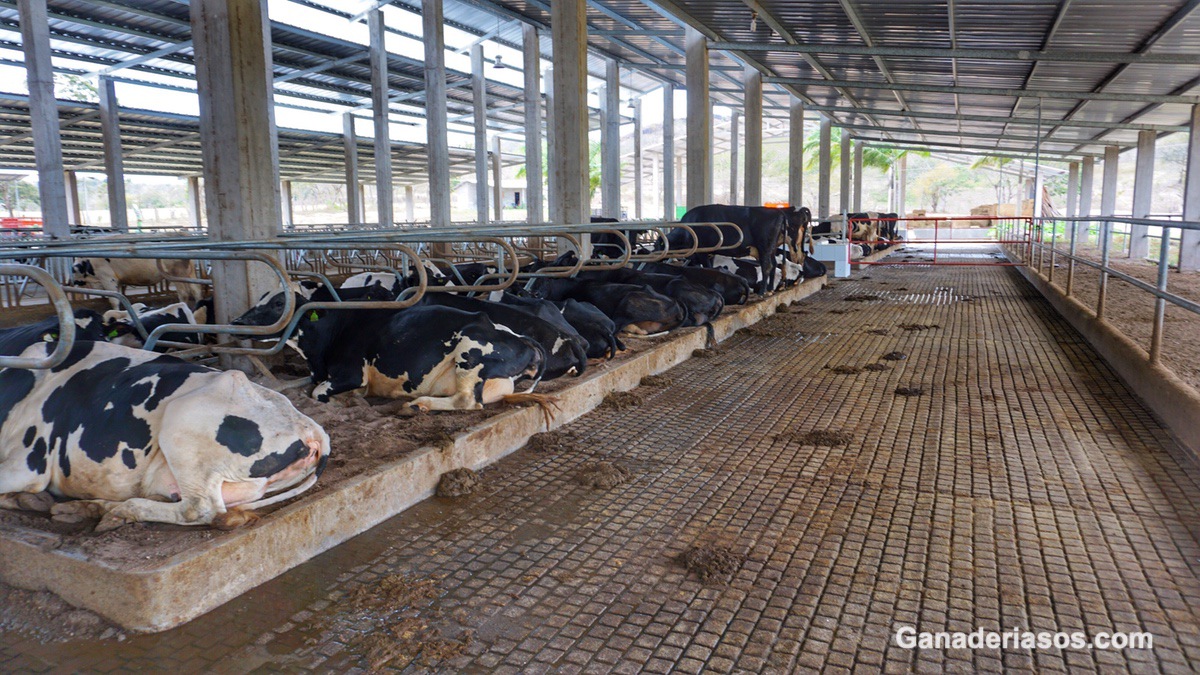 MANEJO ALIMENTARIO DE LA VACA EN TRANSICIÓN