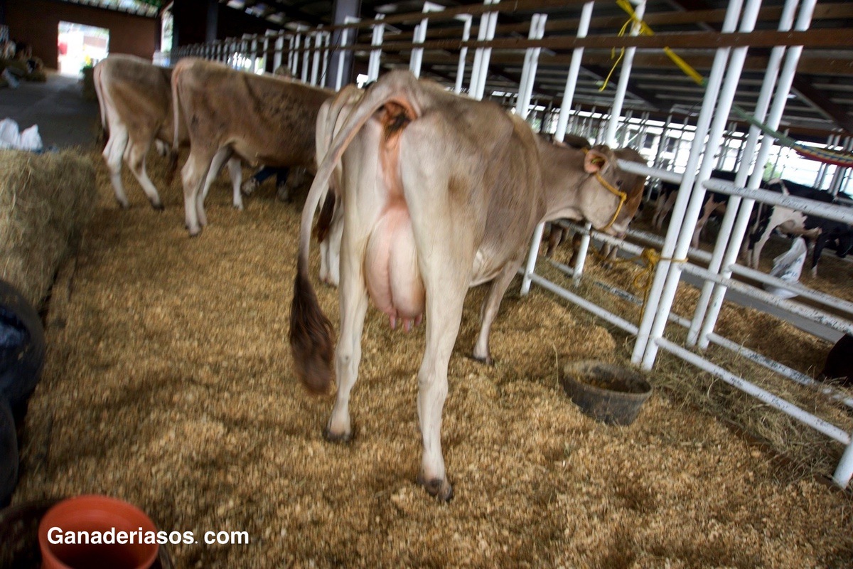 DAÑO EN EL TEJIDO MAMARIO DURANTE LA MASTITIS BOVINA (PARTE II)