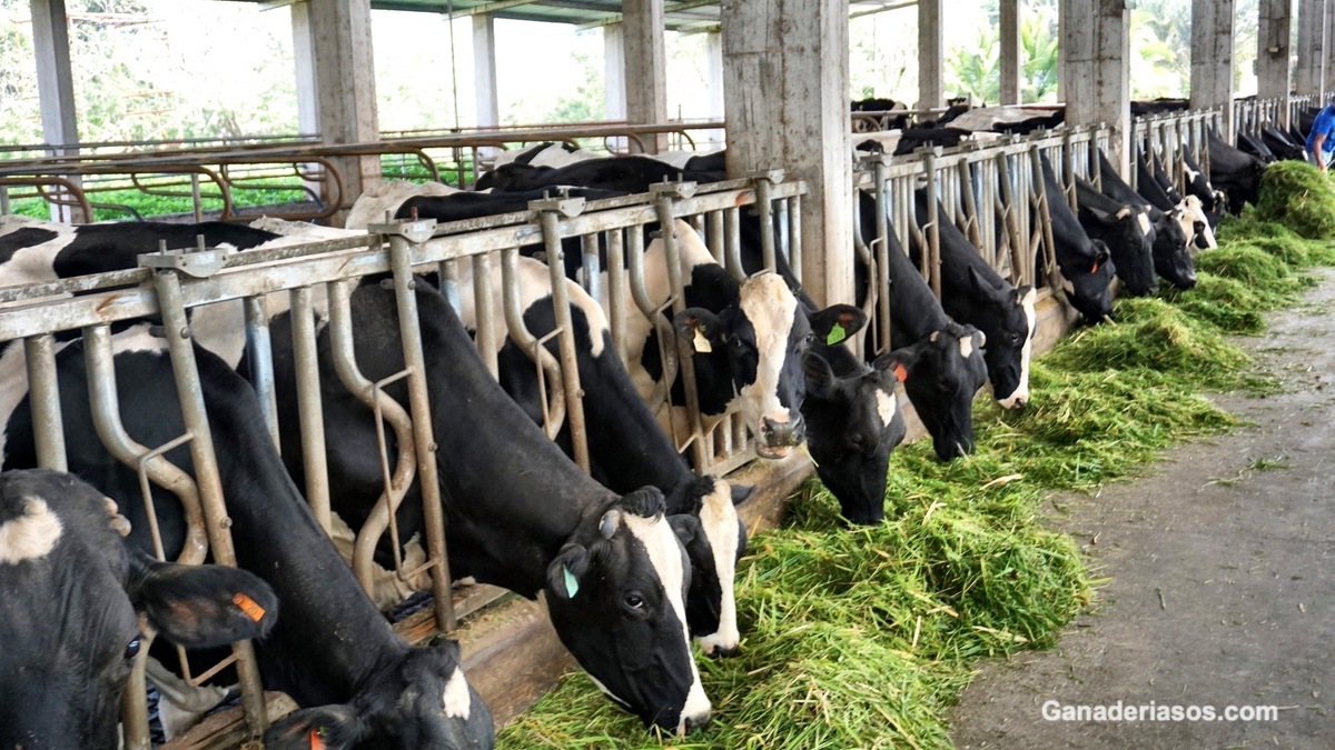 ¿COMO INCREMENTAR LA GRASA DE LA LECHE CON PEQUEÑOS CAMBIOS?