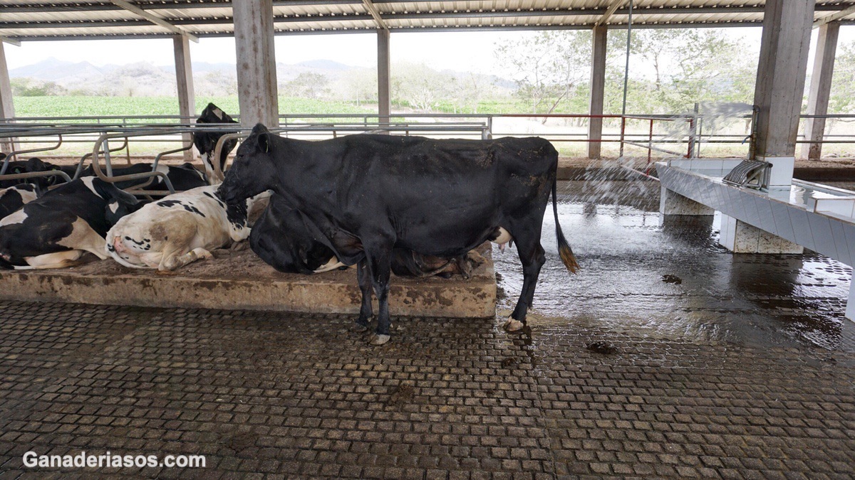 LOS AZÚCARES EN LA ALIMENTACIÓN DE LAS VACAS LECHERAS