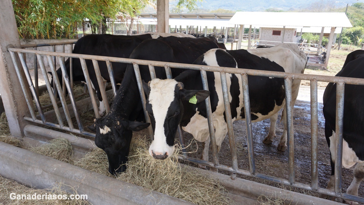 FACTORES NUTRICIONALES QUE INFLUYEN EN EL PORCENTAJE DE GRASA EN LA LECHE DE VACAS LECHERAS