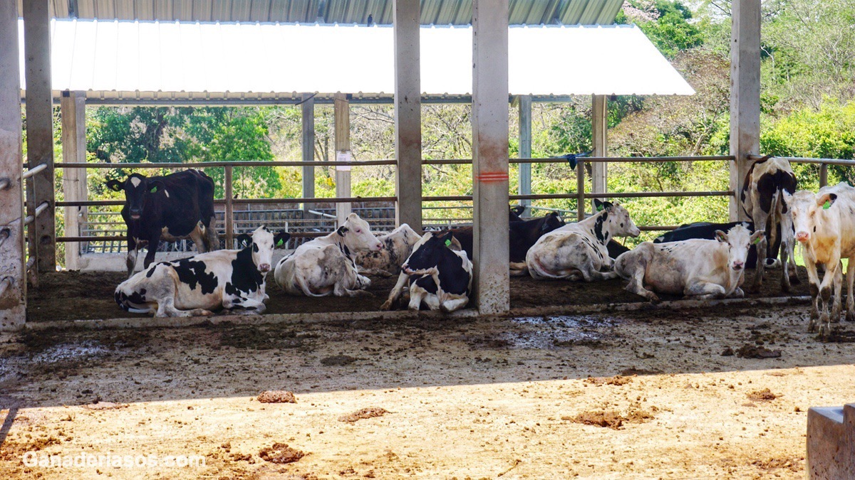 PRINCIPIOS BÁSICOS PARA EL MANEJO DE TERNERAS EN SISTEMAS INTENSIVOS, DESDE EL NACIMIENTO AL DESTETE