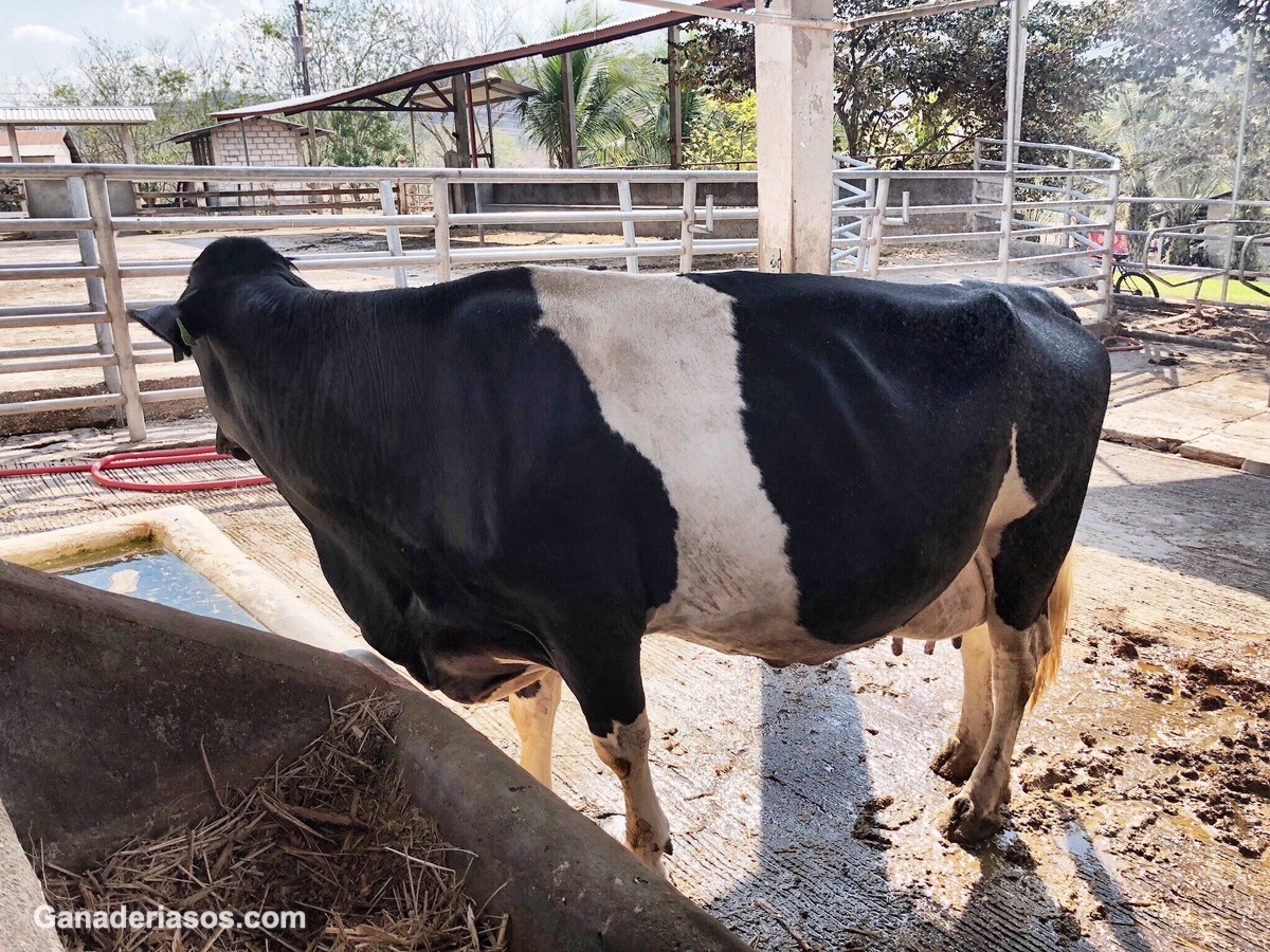 DIAGNÓSTICO DE CETOSIS SUBCLÍNICA Y BALANCE ENERGÉTICO NEGATIVO EN VACAS LECHERAS