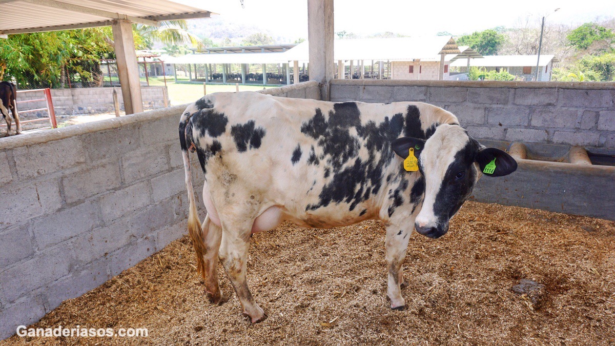 AVANCES EN EL CONOCIMIENTO DE LA VACA LECHERA DURANTE EL PERÍODO DE TRANSICIÓN EN URUGUAY: UN ENFOQUE MULTIDISCIPLINARIO