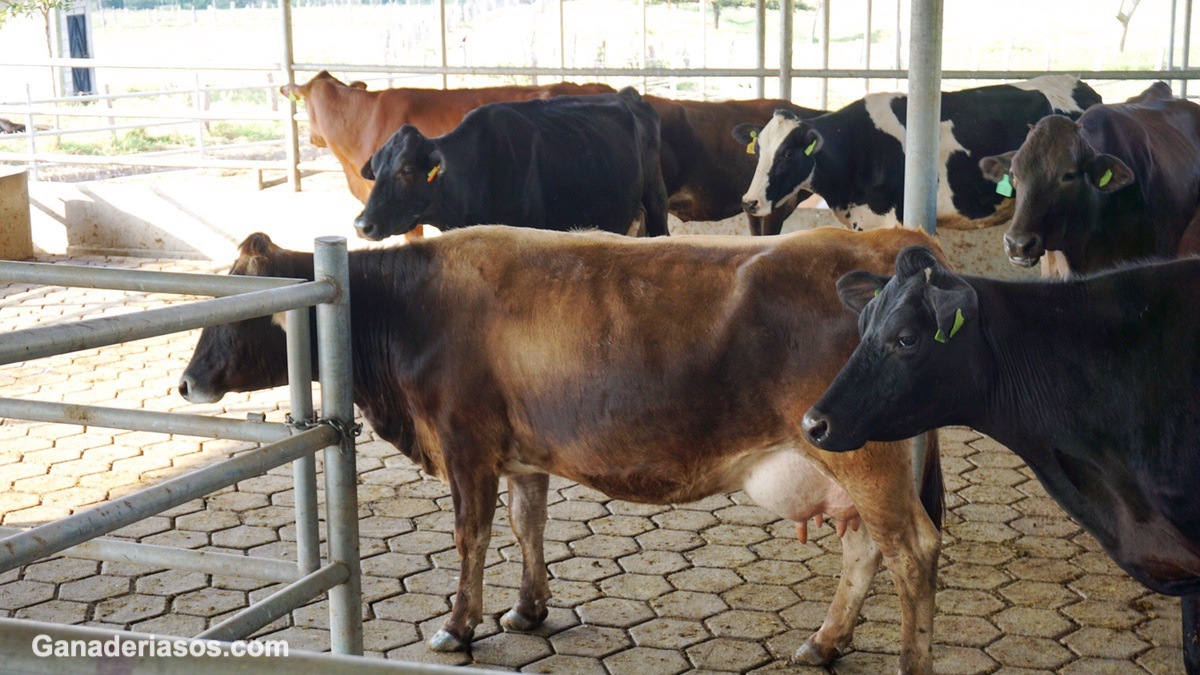 RESISTENCIA A LA INSULINA EN VACAS LECHERAS