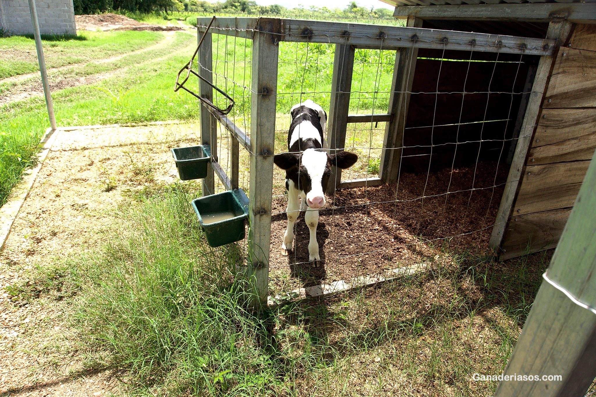 LAS 5 CLAVES DEL BIENESTAR ANIMAL EN LA RECRÍA DE GANADO VACUNO