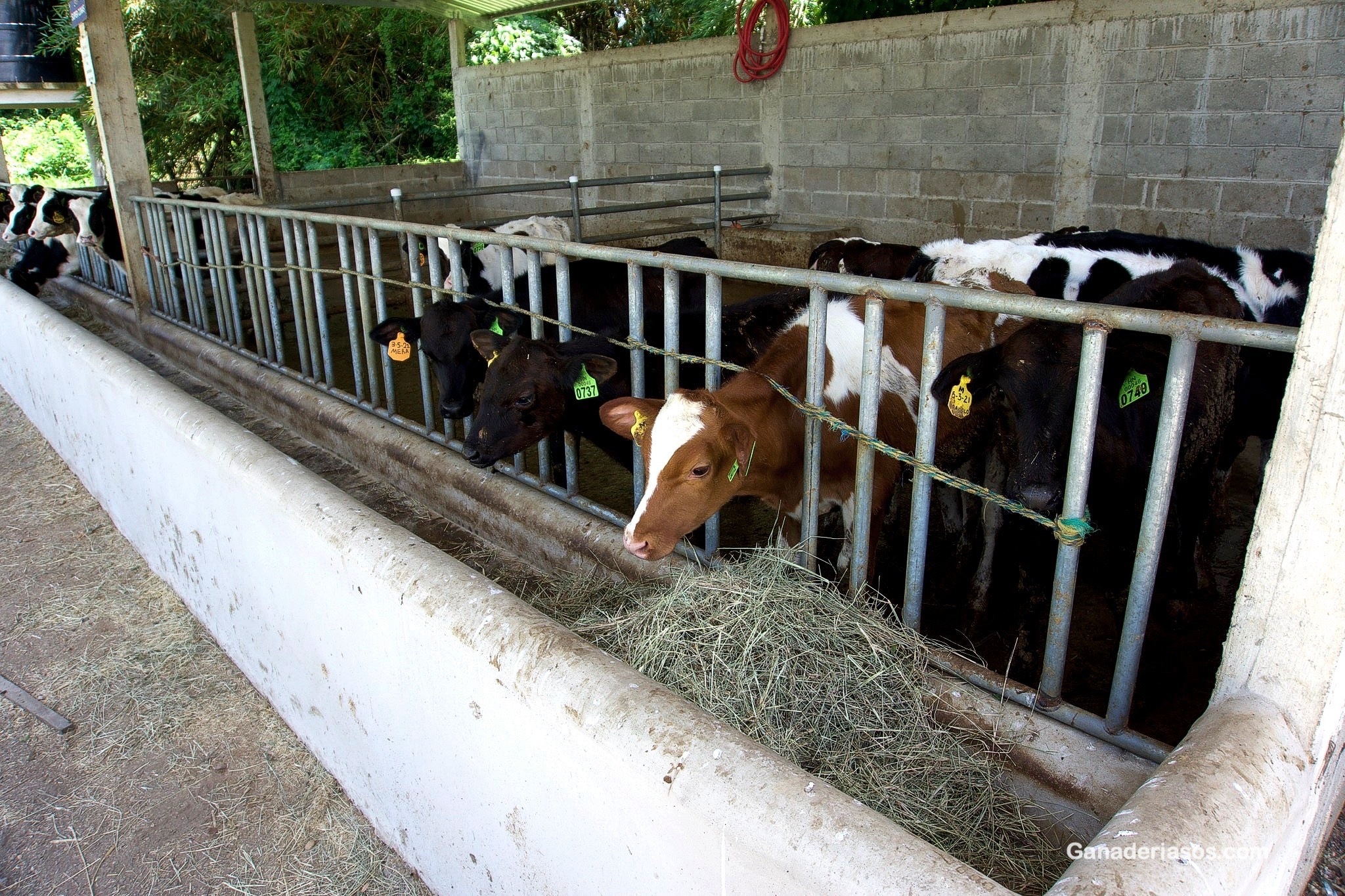 CONOCER EL COMPORTAMIENTO DE LOS ANIMALES PARA MEJORAR SU BIENESTAR Y SU PRODUCTIVIDAD