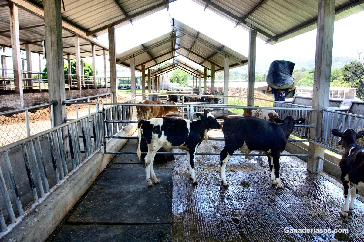 LAS ALGAS EN LA ALIMENTACIÓN DE RUMIANTES