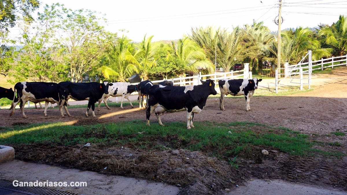 DOLOR ANIMAL: MASTITIS, AFECCIONES PODALES Y PRÁCTICAS DE MANEJO