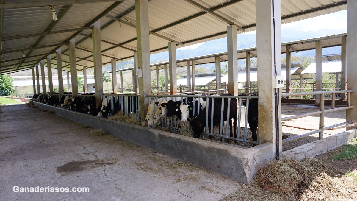 “DANDO MÁS LECHE Y JUNTANDO LAS TERNERAS CRECEN MÁS Y SERÁN VACAS MÁS PRODUCTIVAS”