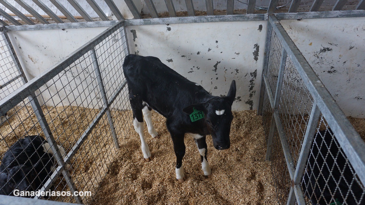 LA LECHE DE VACA TRANSMITE ENFERMEDADES FÁCILMENTE A LOS TERNEROS