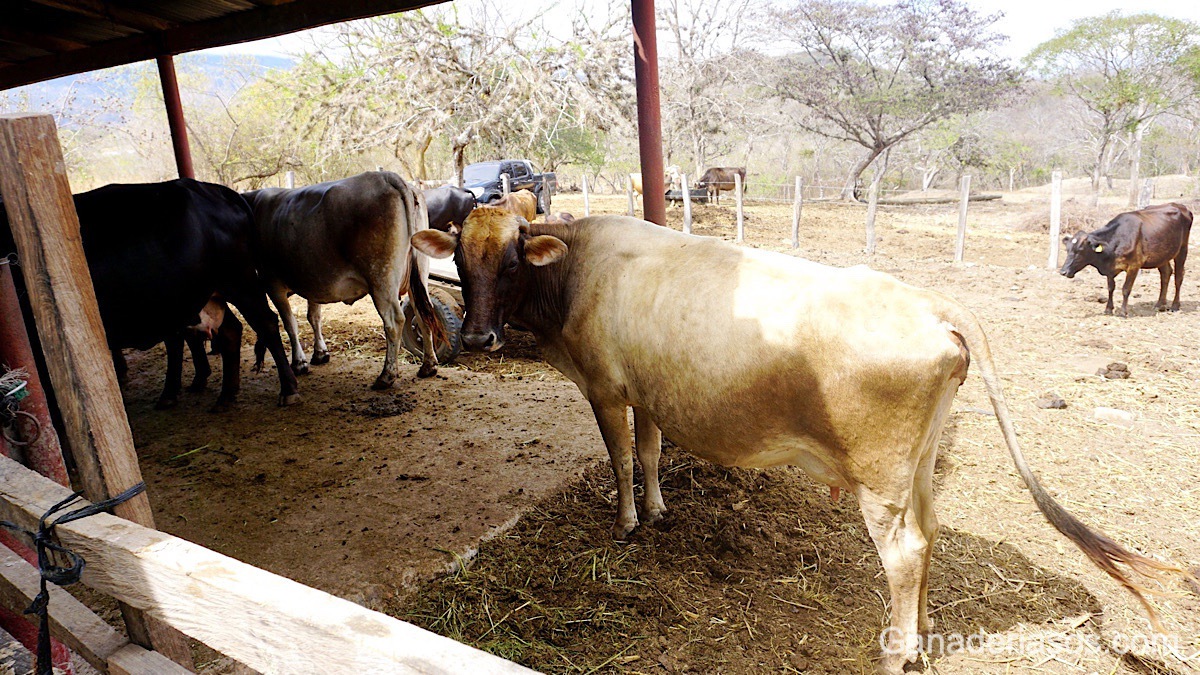 CÓMO CONSEGUIR UN 30 % DE TASA DE PREÑEZ DE 21 DIAS EN VACAS DE ALTA PRODUCCIÓN EN LACTACIÓN