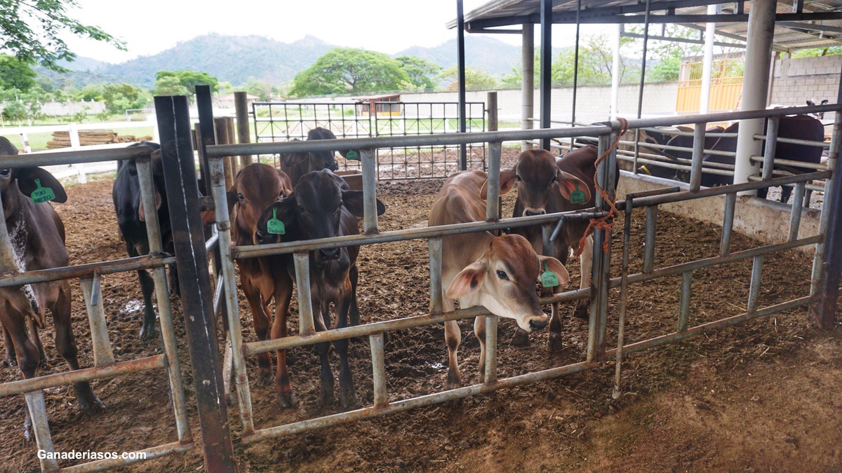 DISEÑO DE CUBÍCULOS EN GRANJAS DE VACAS LECHERAS EN ESTABULACIÓN LIBRE.