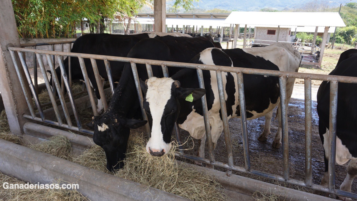 ¿QUÉ ES UNA VACA DE CUATRO EVENTOS?