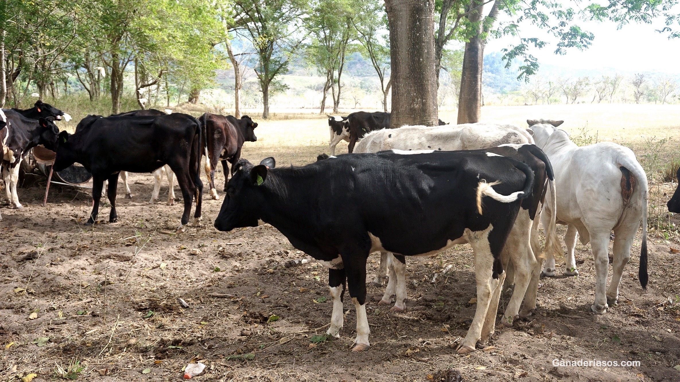 UNA MIRADA AL PASADO, PRESENTE Y FUTURO DEL CONTROL DE LA TUBERCULOSIS BOVINA