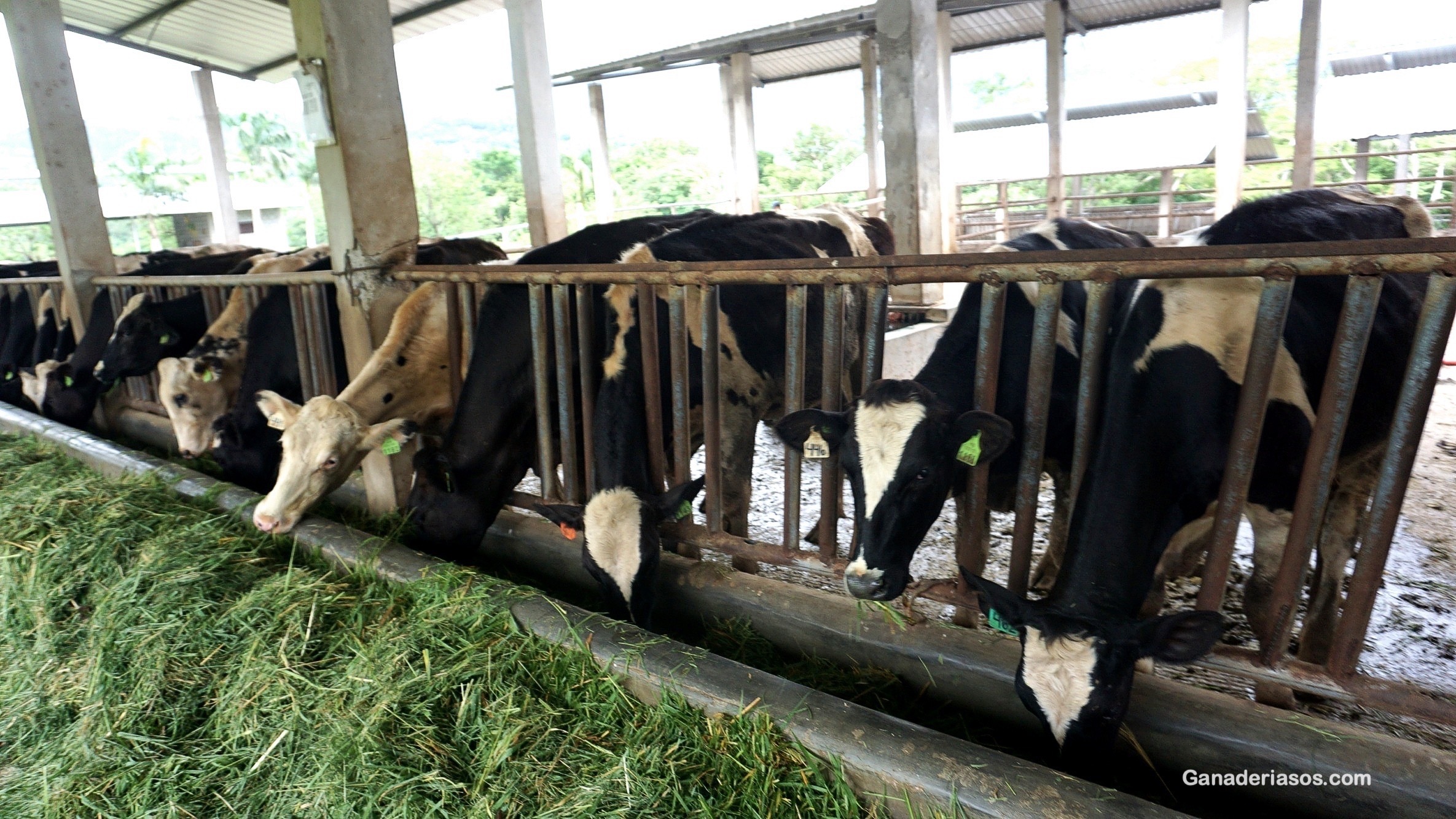 CÓMO ELEGIR UNA BUENA RAZA DE  VACA LECHERA