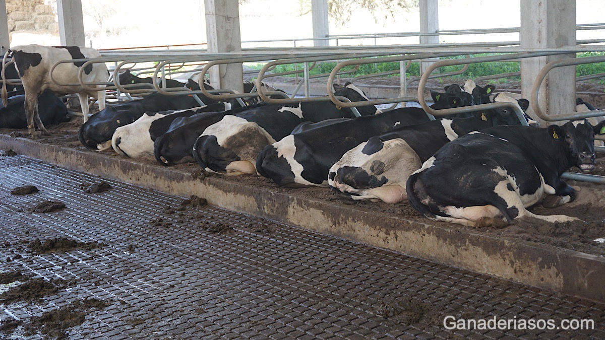 LA LECHE MARGINAL  PUEDE LLEVARLO HACIA  LA RENTABILIDAD