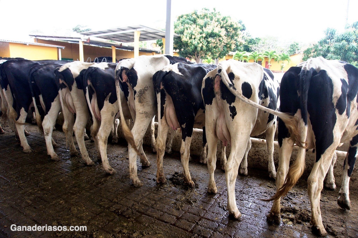 ASÍ SERÁN LAS MEDIDAS DE BIENESTAR ANIMAL QUE INCORPORARÁ LA GRANJA EXPERIMENTAL DE VACUNO DE LECHE DEL CAMPUS TERRA