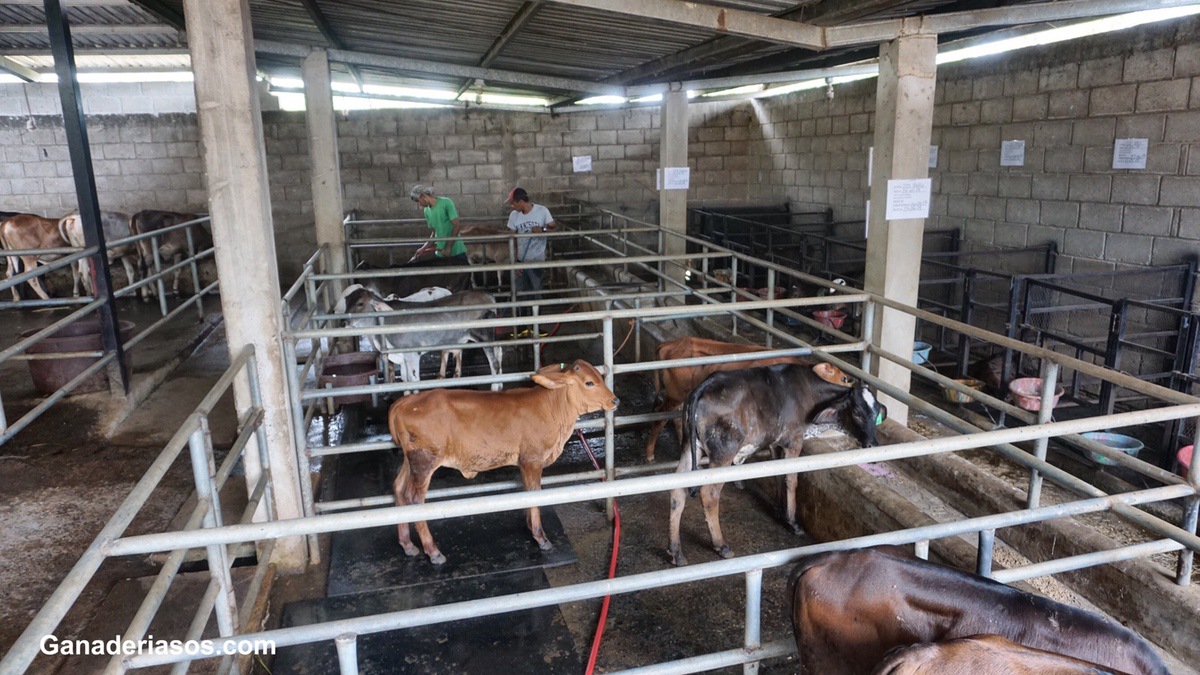 ABOMASITIS CLOSTRIDIAL: UN PROBLEMA DE LOS TERNEROS ASOCIADO A LA ALIMENTACIÓN Y AL MANEJO