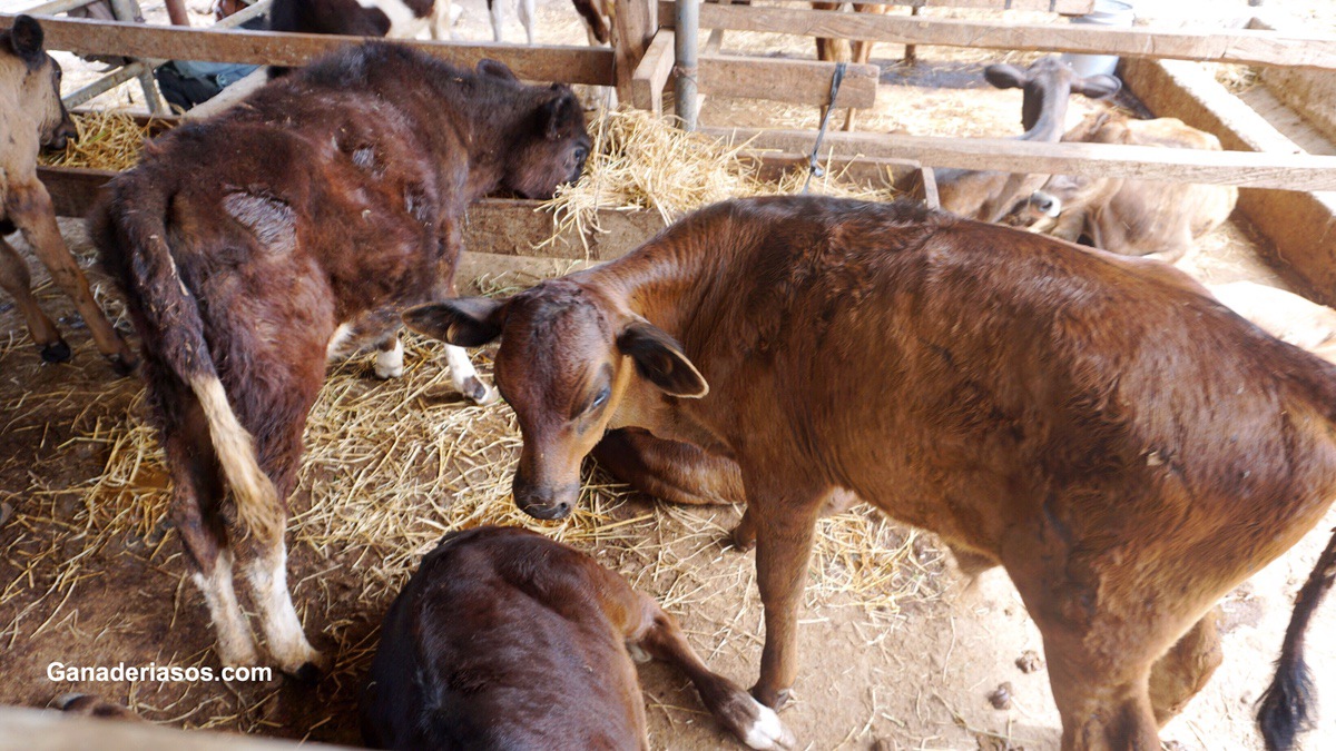 VIRUS DE LA LEUCOSIS ENZOÓTICA BOVINA: UNA AMENAZA SILENCIOSA PARA LA GANADERÍA LECHERA DEL PAÍS