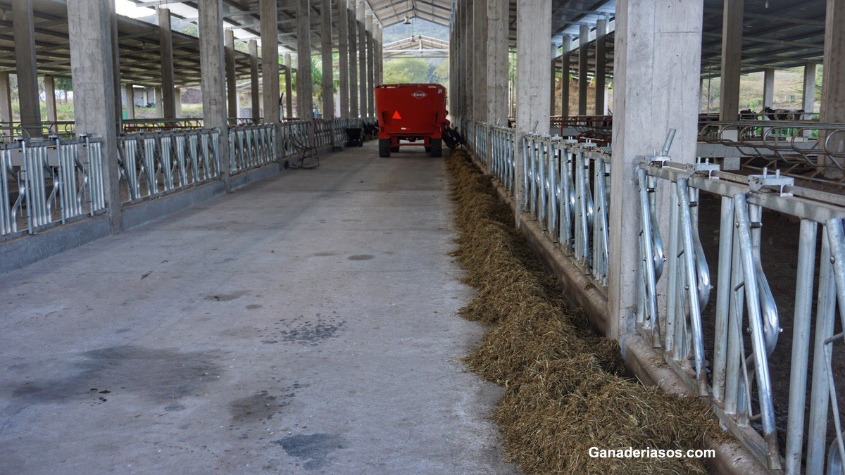 ¿CÓMO CONSEGUIR QUE LAS VACAS APROVECHEN MEJOR LA RACIÓN Y EVITAR QUE ESCOJAN EL PIENSO?