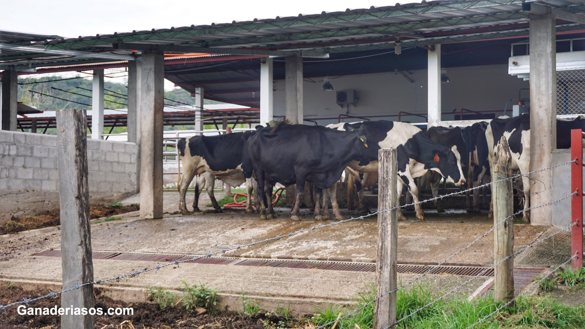 LOS ALCANCES DEL HÍGADO GRASO EN VACAS LECHERAS