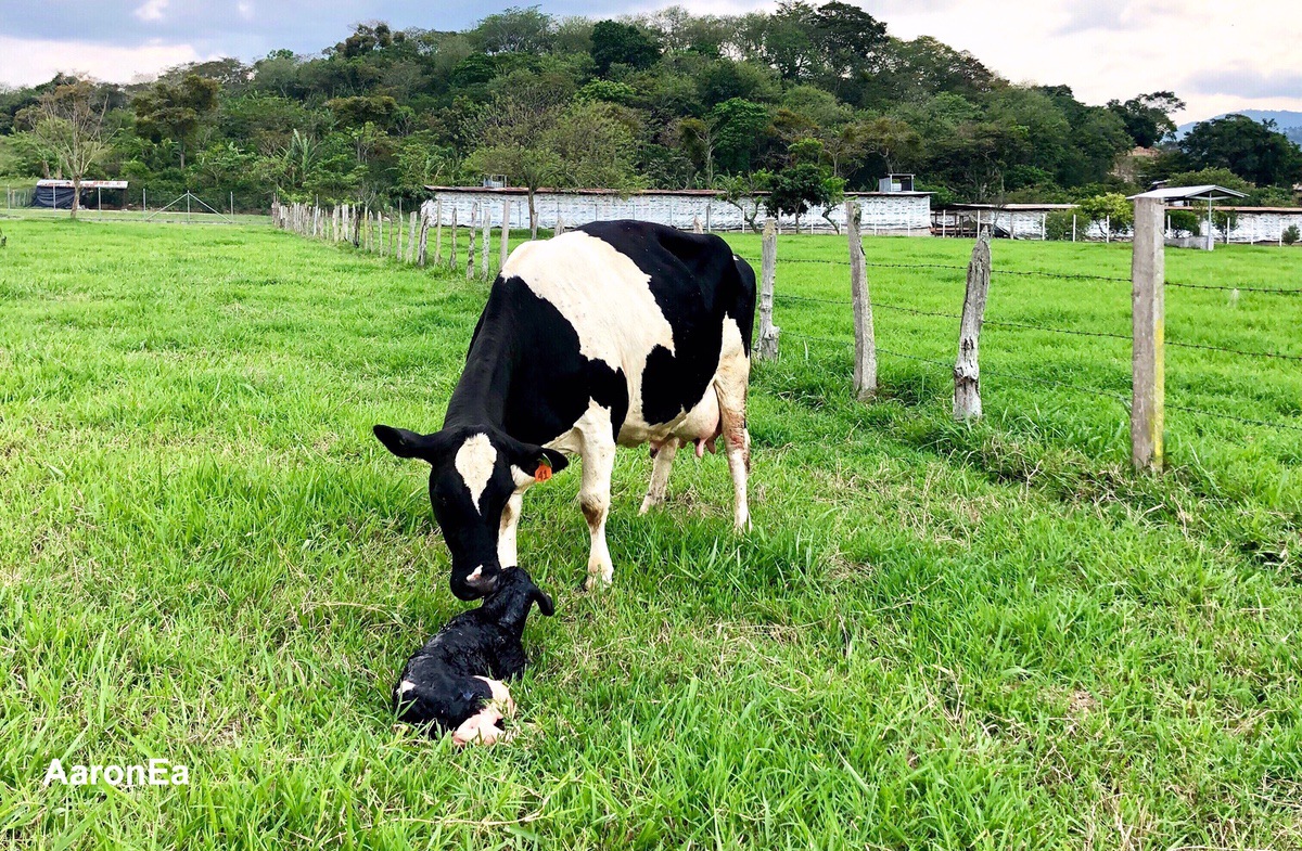 EL ABORTO Y DÍAS ABIERTOS, SERVICIOS POR CONCEPCIÓN E INTERVALO ENTRE PARTOS EN VACAS