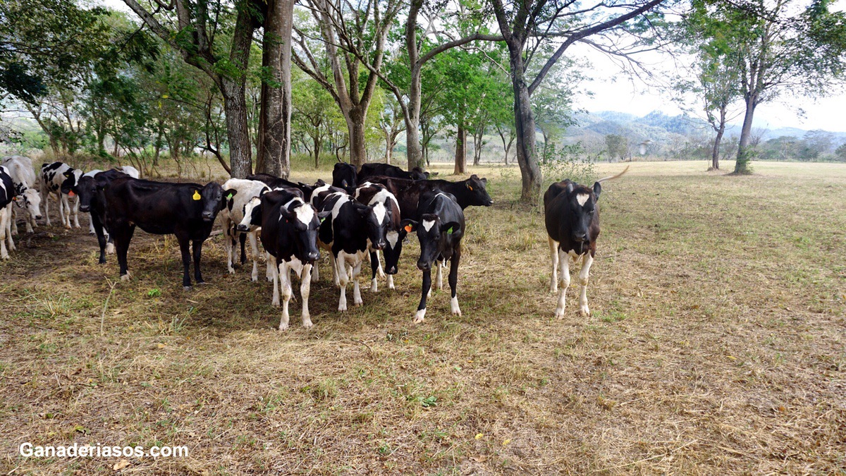 ¿PUEDEN LAS GRANJAS DE LECHE REDUCIR SU HUELLA DE CARBONO SIN DEJAR DE SER PRODUCTIVAS?