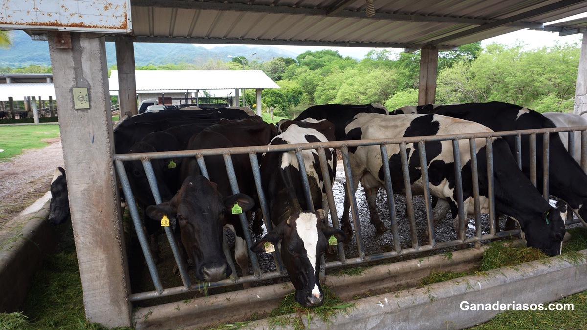 MEJORANDO LA EFICIENCIA ALIMENTARIA EN GANADO LECHERO