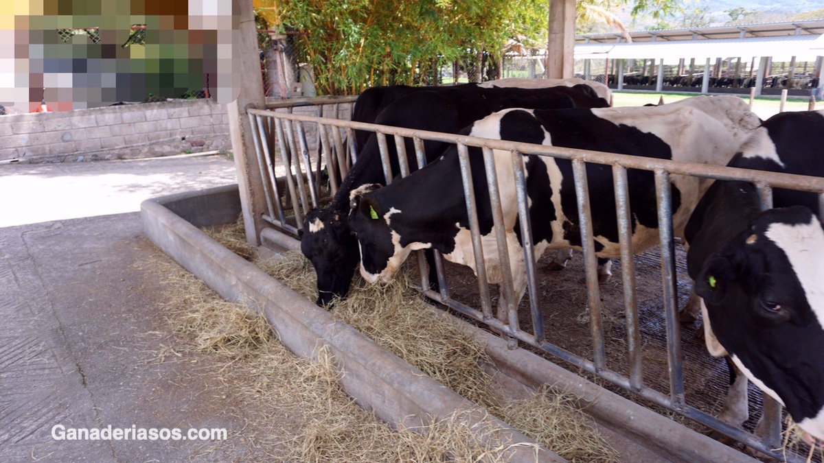 LOS PROBLEMAS DE LA NUTRICIÓN, SU DIAGNÓSTICO Y TRATAMIENTO EN EL GANADO BOVINO EN LA PRÁCTICA PROFESIONAL