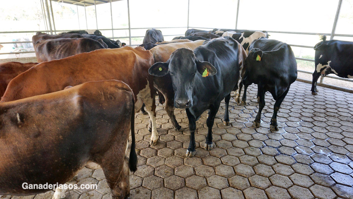 BRONQUITIS VERMINOSA EN VACAS LECHERAS