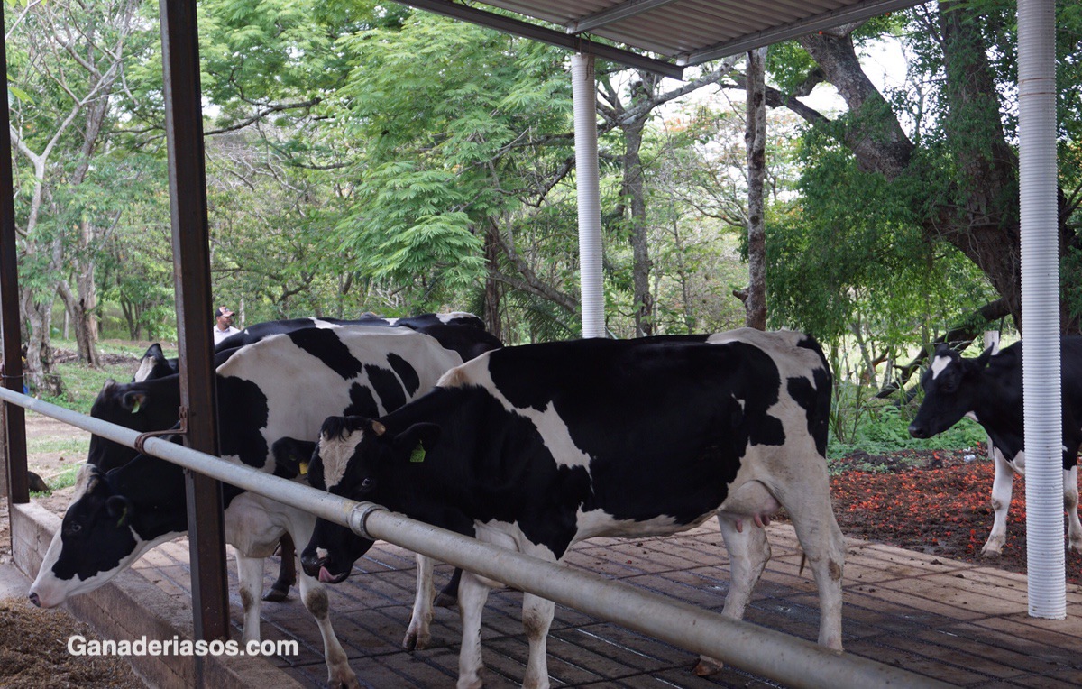 CÓMO ENFRENTAR LA NUTRICIÓN DE LAS VACAS LECHERAS EN PREPARTO