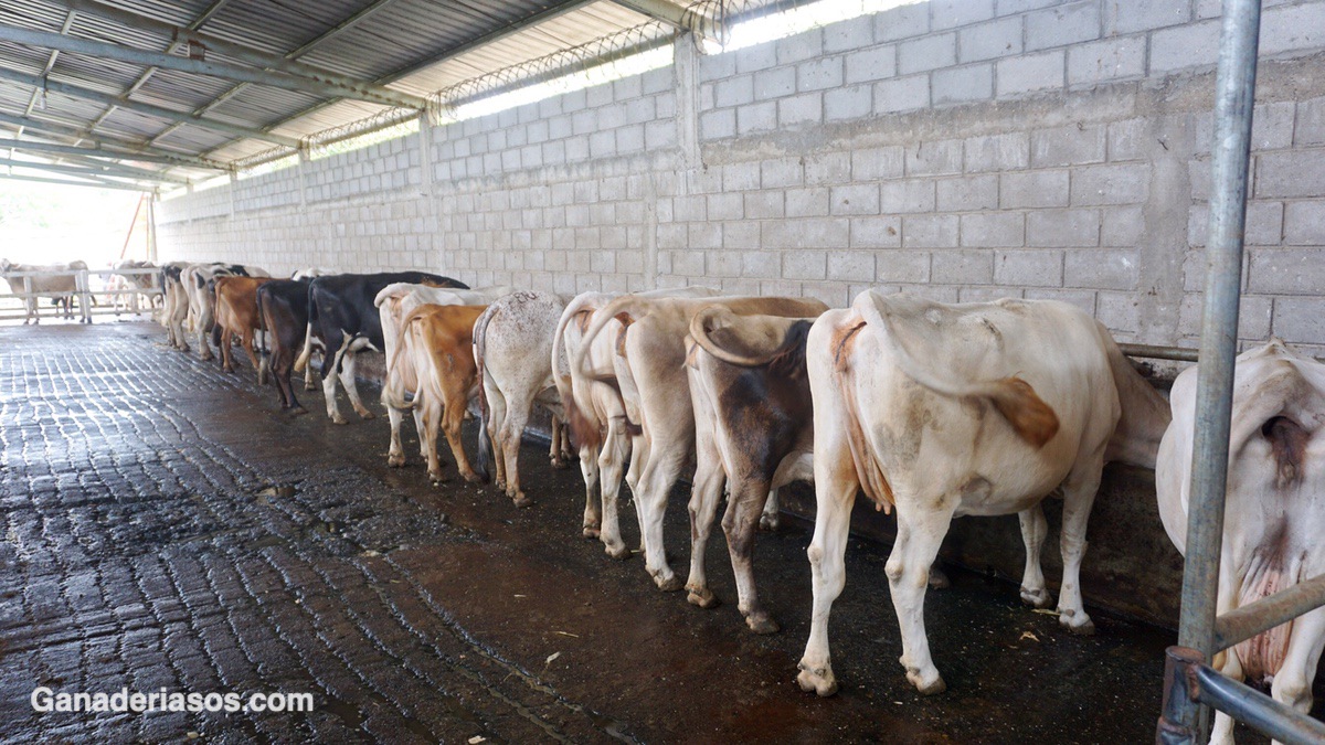 EFECTO DE FACTORES CLIMÁTICOS SOBRE LA CONDUCTA REPRODUCTIVA BOVINA EN LOS TRÓPICOS. UNA REVISIÓN