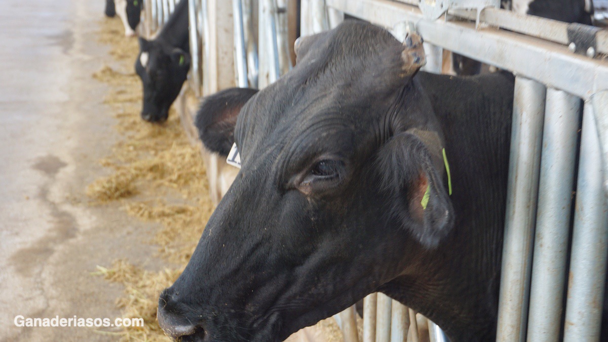 COMPETENCIA INMUNOLÓGICA EN LA PRIMERA SEMANA DE VIDA EN TERNEROS MANTENIDOS BAJO DOS SISTEMAS DE PRODUCCIÓN DE LECHE