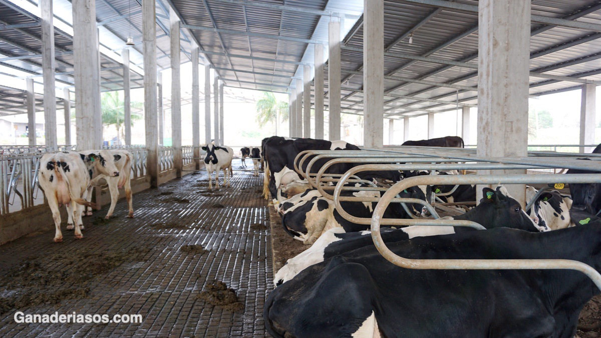 IMPORTANCIA DE LOS CEREALES EN LA ALIMENTACIÓN DEL VACUNO DE LECHE