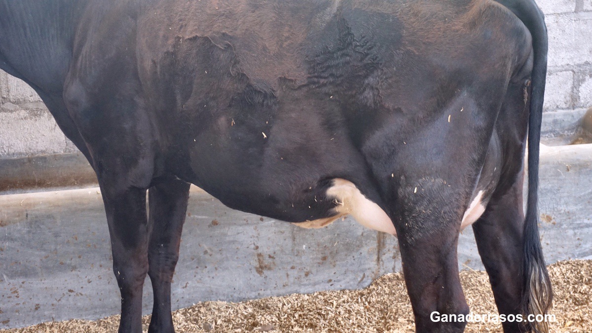 ROMPIENDO EL MITO DEL ENGRASAMIENTO DE LA GLÁNDULA MAMARIA DE LAS VAQUILLAS