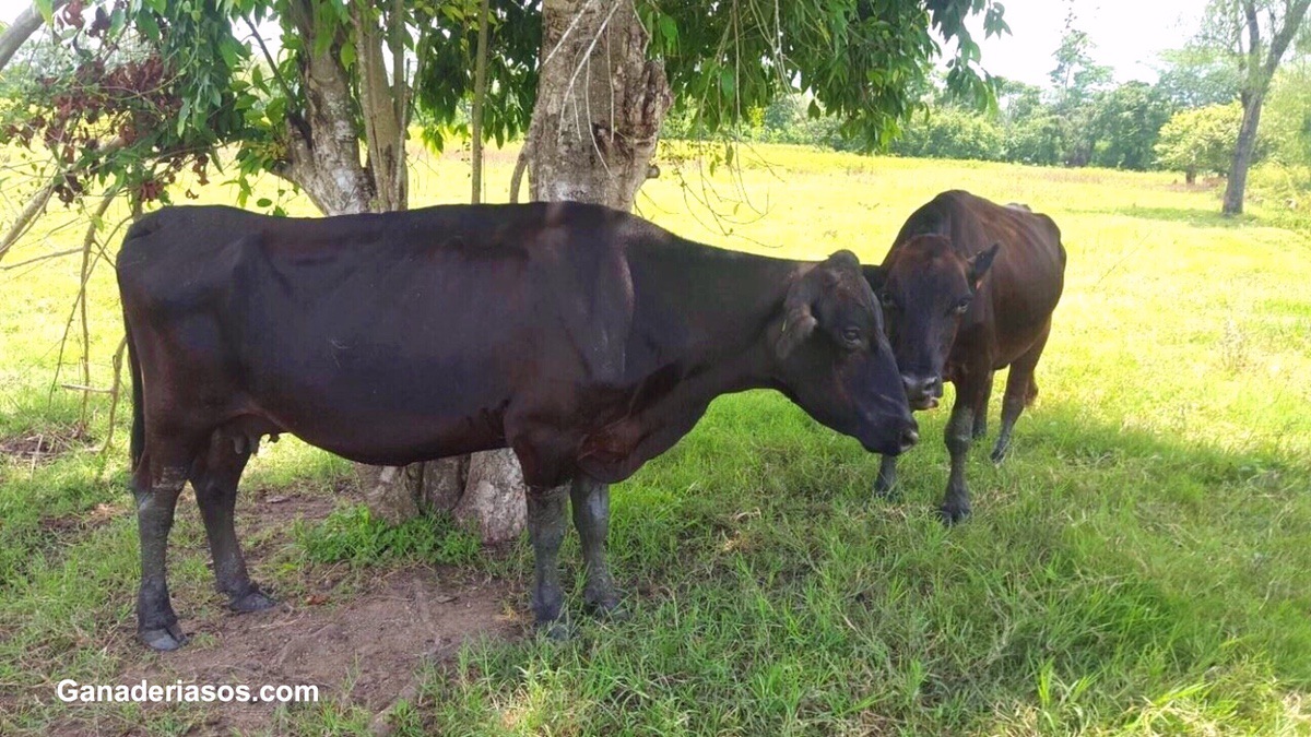 INTERACCIONES ENTRE EL METABOLISMO Y LA REPRODUCCIÓN EN LA VACA LECHERA