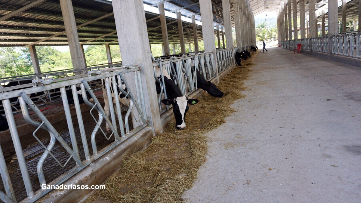 DIEZ FACTORES QUE AFECTAN EL CONSUMO DE MATERIA SECA EN LAS VACAS LECHERAS