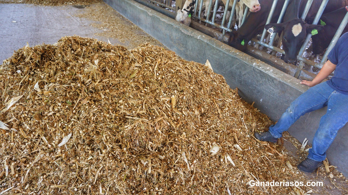 EL CONSUMO DE MATERIA SECA EN EL VACUNO DE LECHE