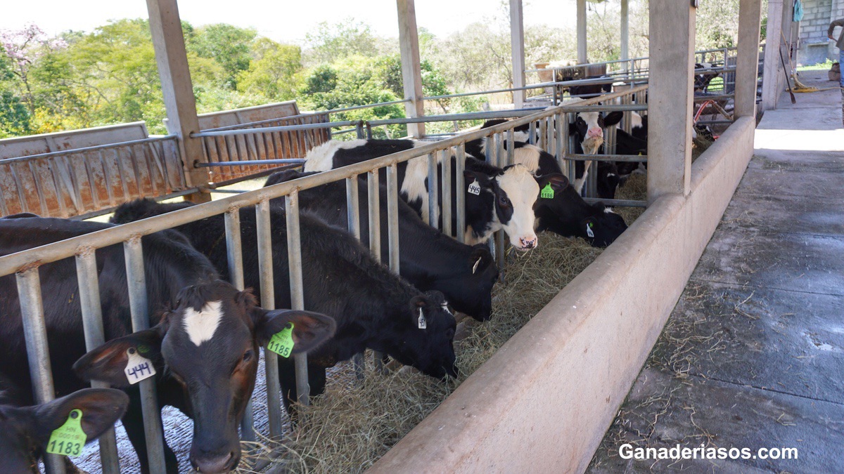 CLAVES PARA MEJORAR EL MANEJO ALIMENTARIO EN GANADERÍAS LECHERAS