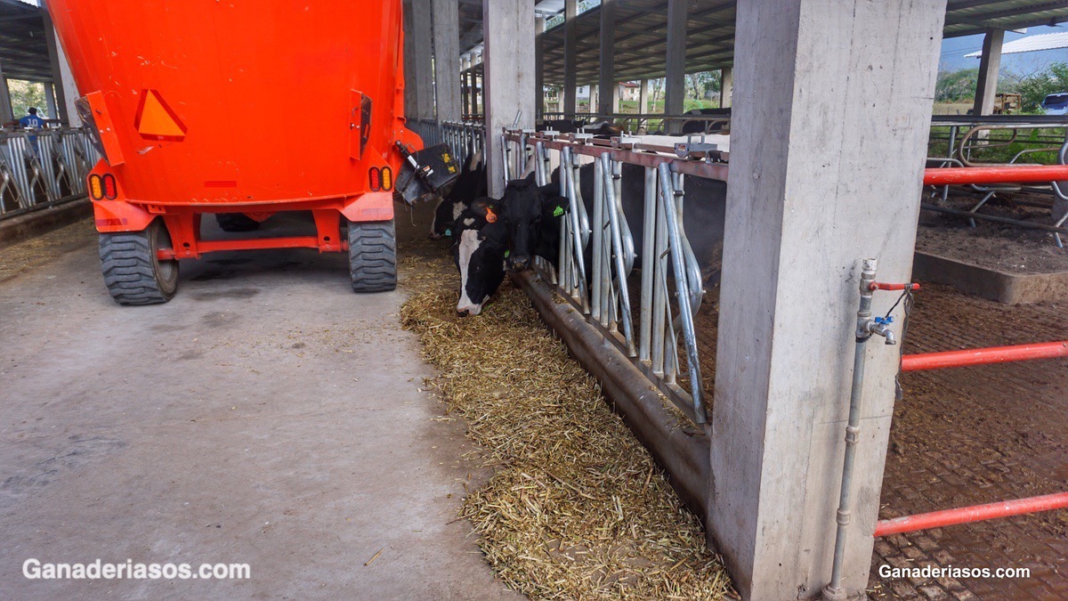 AMILASA: UNA INNOVACIÓN RADICAL PARA LA NUTRICIÓN DE VACAS LECHERAS