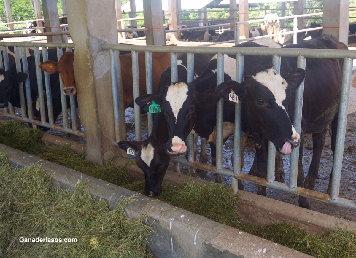 ANTICIPÁNDOSE A LA TEMPORADA DE PARTOS EN RODEOS LECHEROS: 6 PUNTOS A TENER EN CUENTA PARA PREVENIR PÉRDIDAS DE TERNEROS