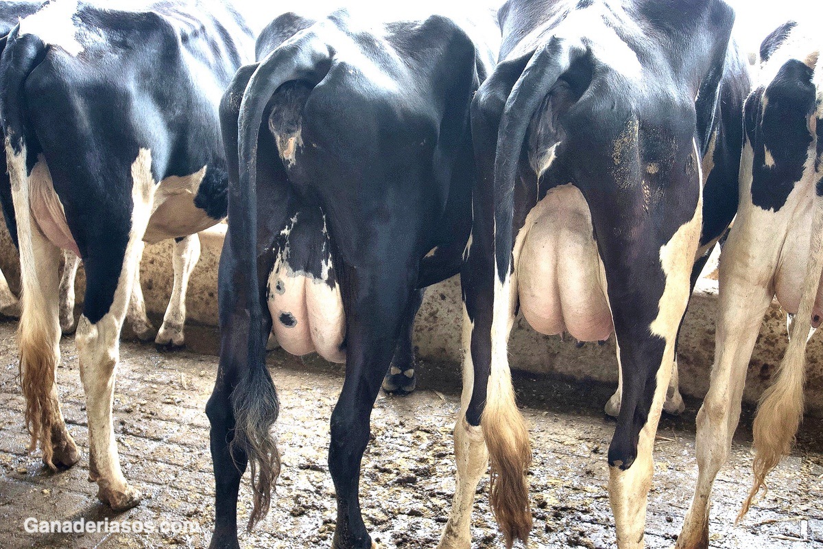 MANEJO REPRODUCTIVO DEL GANADO BOVINO EN SISTEMAS EXTENSIVOS