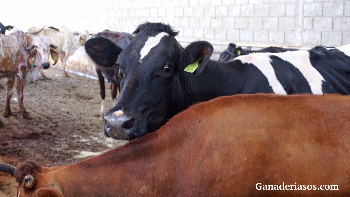 BIENESTAR Y COMPORTAMIENTO NATURAL EN VACUNO DE LECHE