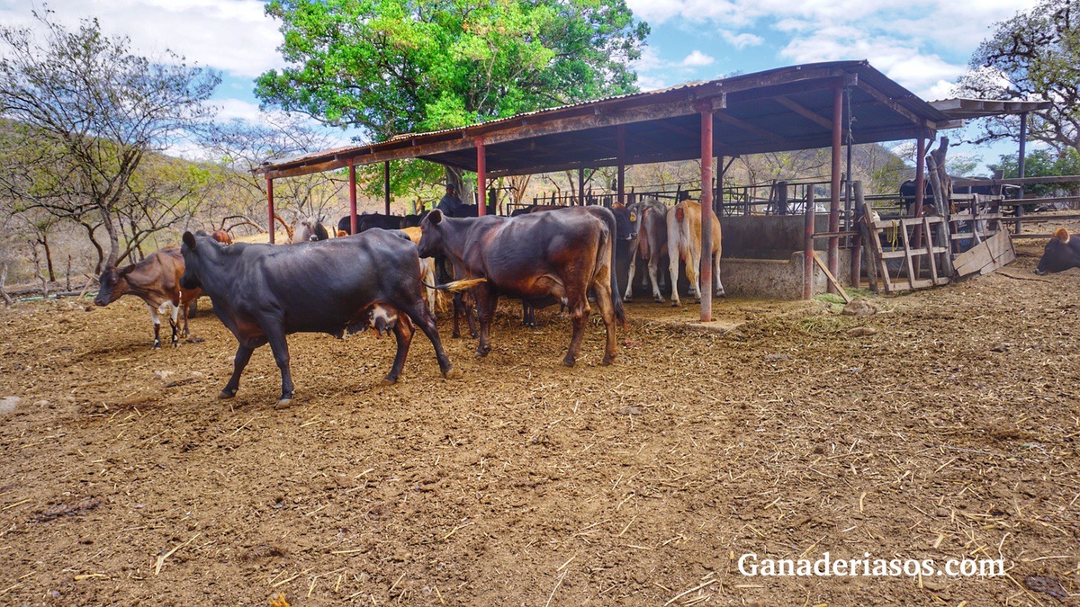 ¿CUÁL ES EL NIVEL ÓPTIMO DE PROTEÍNA EN LA RACIÓN DE VACUNO DE LECHE?