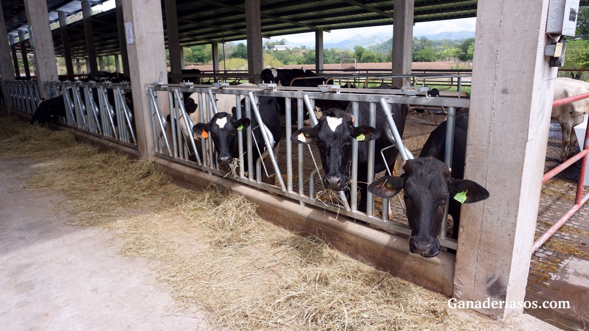 REDUCIR EL MIEDO AUMENTA LA PRODUCCIÓN DE LECHE