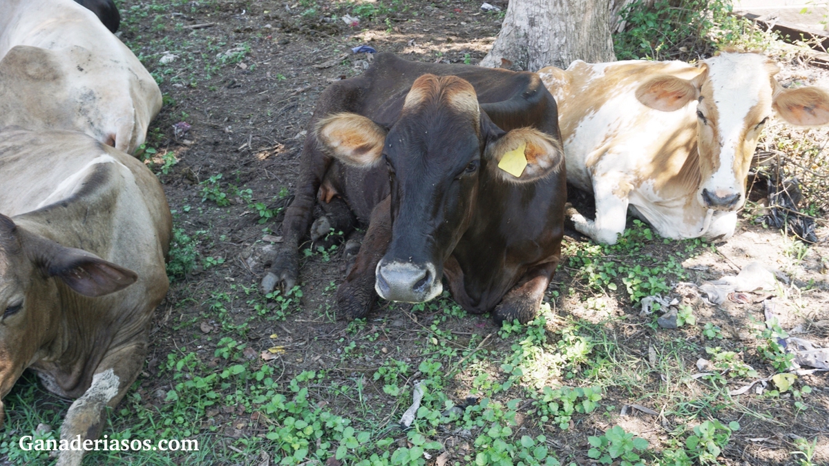 LIDIANDO CON LAS VACAS CAÍDAS