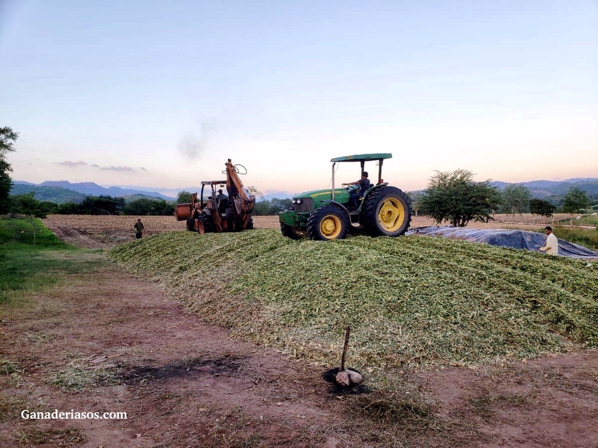 NUEVAS TECNOLOGÍAS APLICADAS A LA PRODUCCIÓN DE SILOS: EL CASO PARTICULAR DEL SILO SHREDLAGE