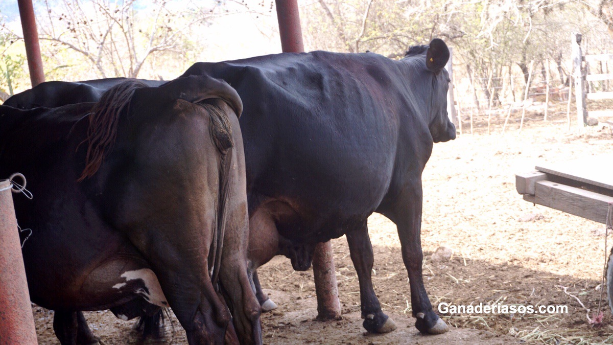 SECTORES CRÍTICOS EN EL CICLO DE VIDA DE LA HEMBRA BOVINA TIPO LECHE