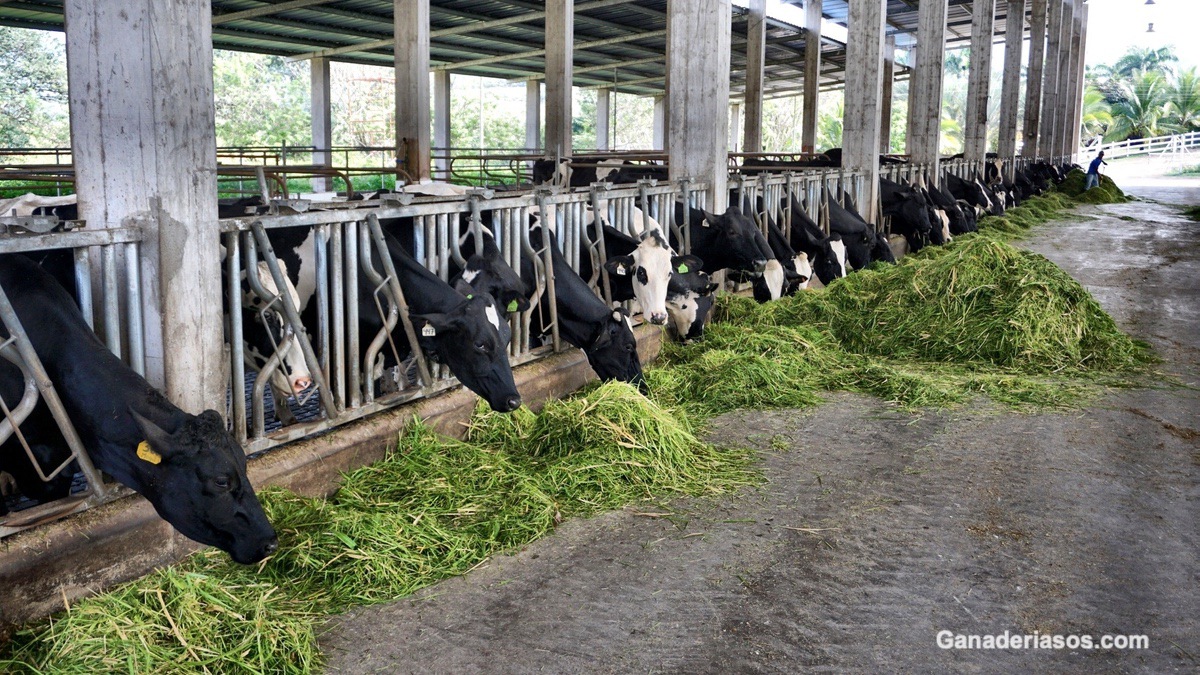 EFECTO DE LA DISMINUCIÓN DE FIBRA EN LA DIETA DE VACAS LECHERAS PREPARTO SOBRE LA SALUD ANIMAL Y LA PERFORMANCE PRODUCTIVA